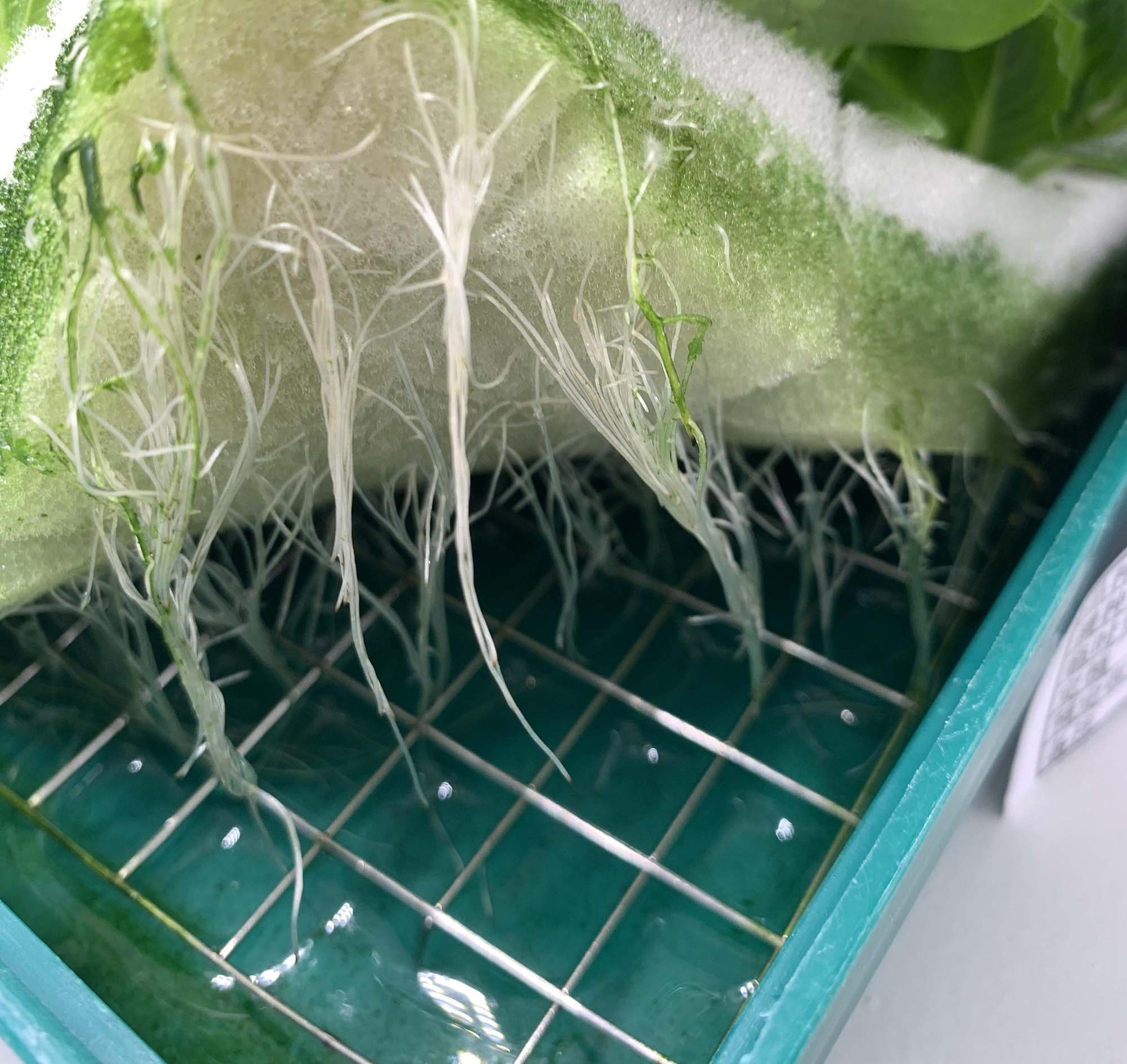 植物工廠通過提高根系高度控制水汽平衡