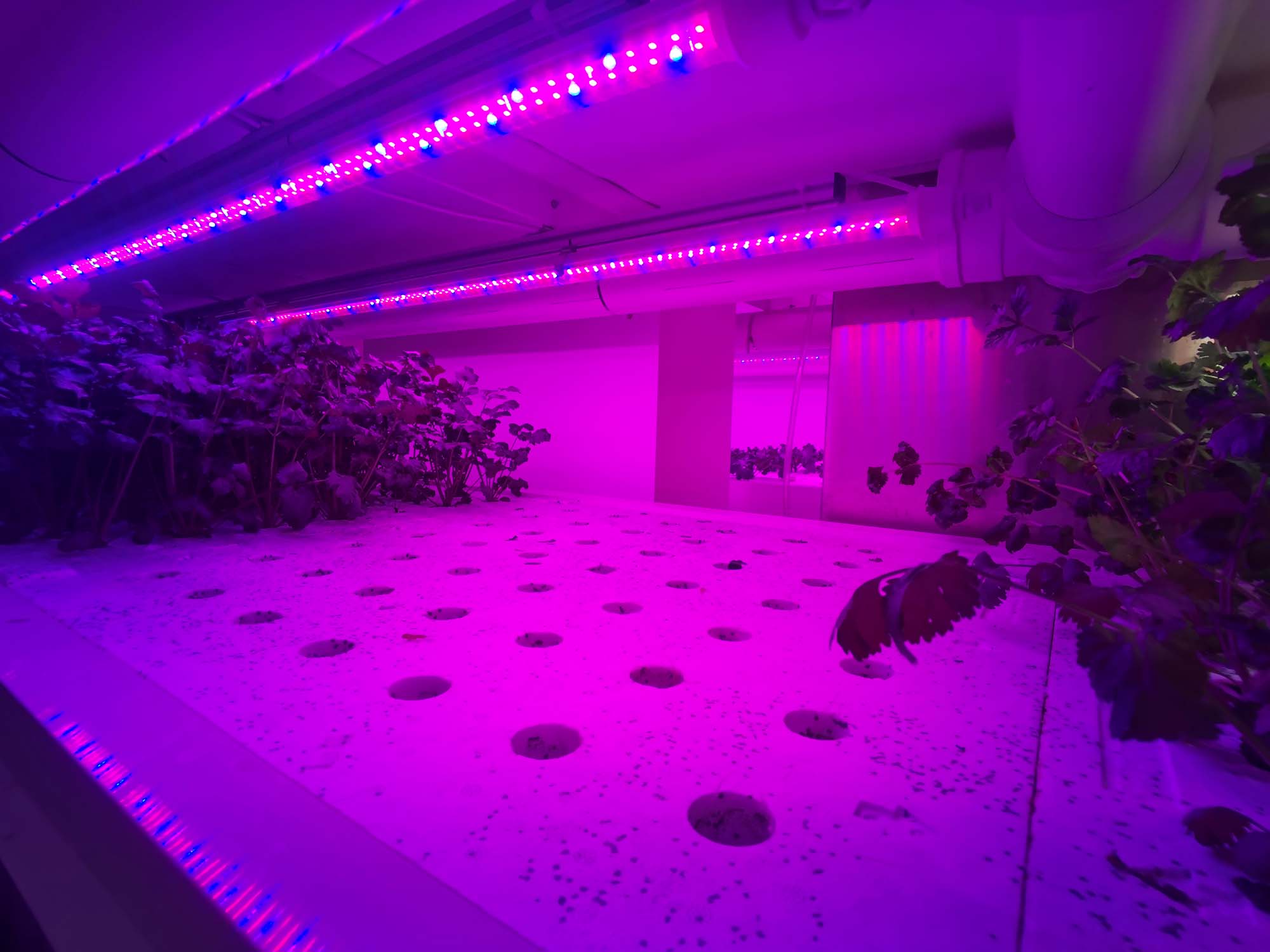 紅藍光植物生長燈
